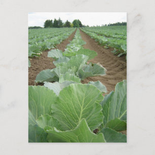 Cartão Postal Leafy Greens, Agricultura