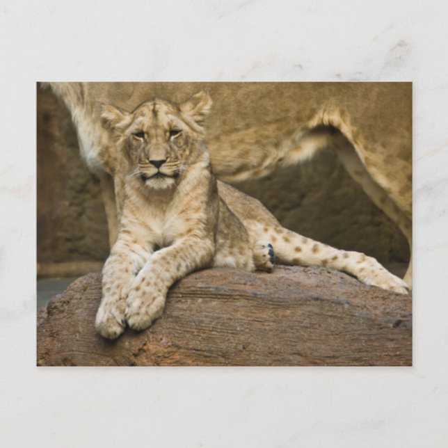 Cartão Postal Leão (Frente)