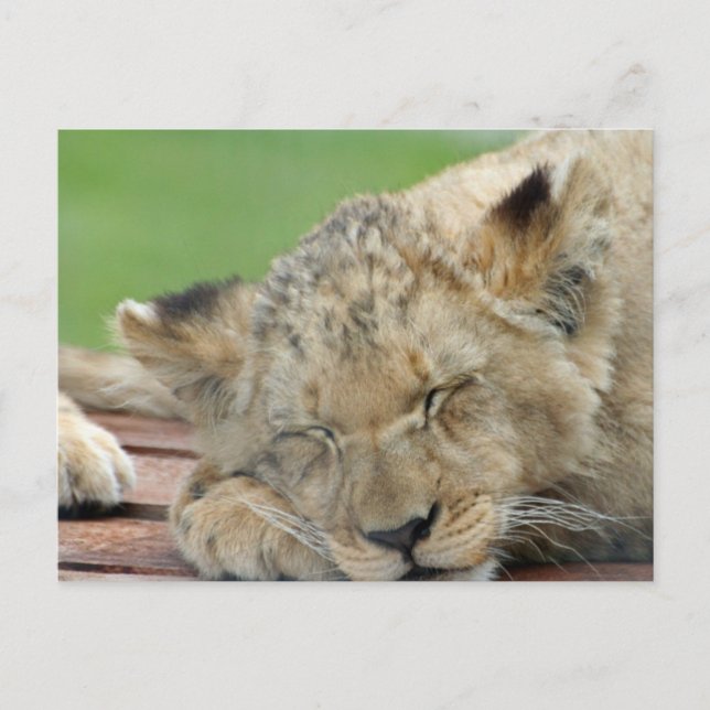 Cartão Postal Leão 014 (Frente)