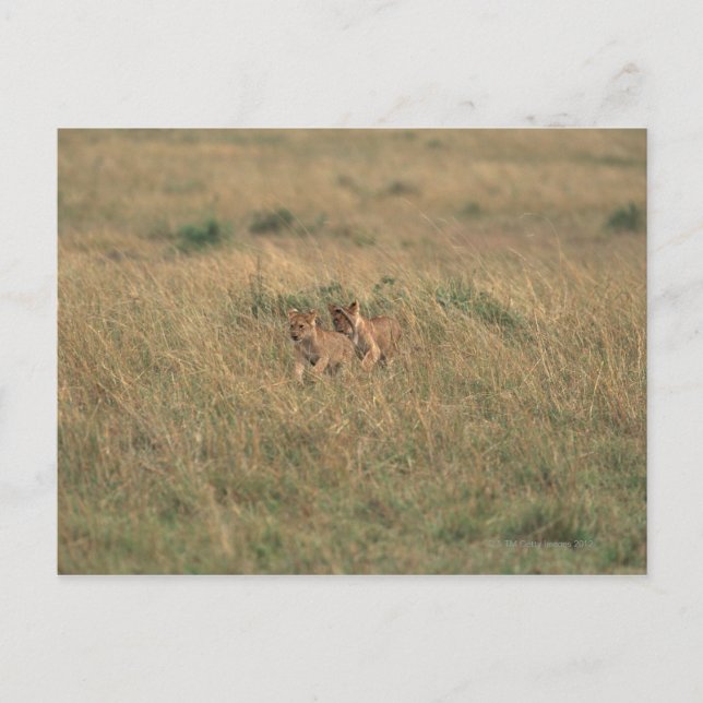 Cartão Postal Leão 9 (Frente)