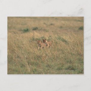 Cartão Postal Leão 9