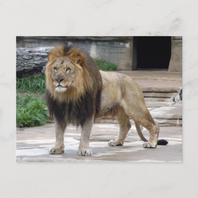 Cartão Postal leão africano4x6 (Frente)