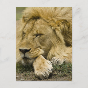 Cartão Postal Leão Africano, Panthera leo, adormecido