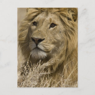 Cartão Postal Leão africano, Panthera leo, retrato da