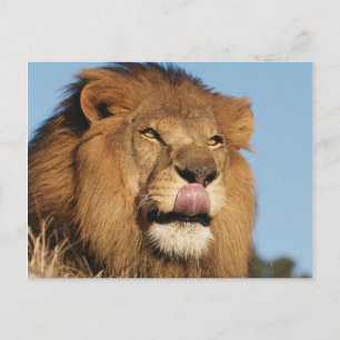Cartão Postal Leão-africano (Panthera Leo), savana africana