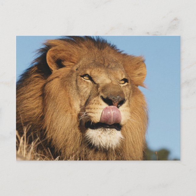 Cartão Postal Leão-africano (Panthera Leo), savana africana (Frente)