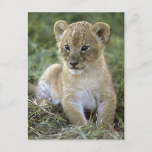 Cartão Postal Leão africano, Panthera leo), Tanzânia,