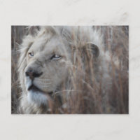 Leão Branco sul-africano fecha