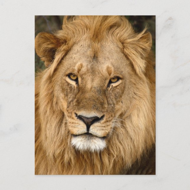 Cartão Postal Leão com Excelente Mane (Frente)