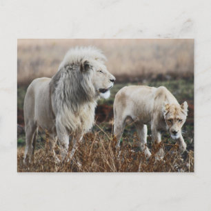 Cartão Postal Leão da África do Sul como rei