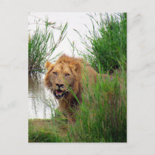 Cartão Postal leão de kruger