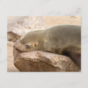 Cartão Postal Leão de mar jovem