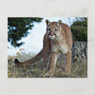 Cartão Postal Leão de Montanha na Montanha