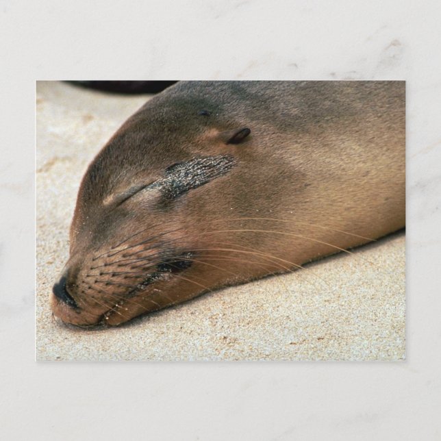 Cartão Postal Leão do Mar de Galápagos (Frente)