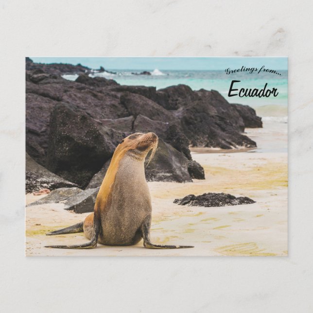 Cartão Postal Leão-do-mar nas Ilhas Galápagos no Equador (Frente)