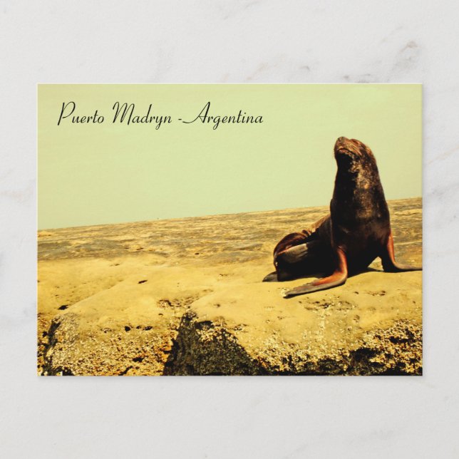 Cartão Postal Leão do Mar. Puerto Madryn - Argentina (Frente)
