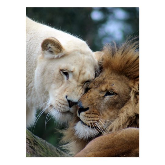 Cartao Postal Leao E Leoa Zazzle Com Br