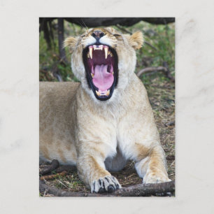 Cartão Postal Leão fêmea (Panthera leo), Masai Mara Nacional