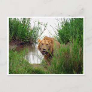 Cartão Postal Leão Kruger