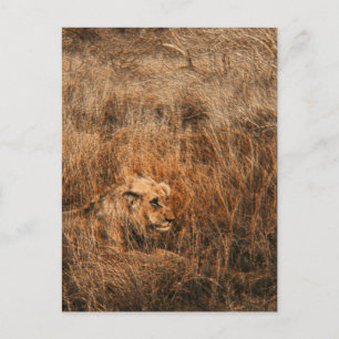 Cartão Postal Leão macho animal selvagem postais de safári