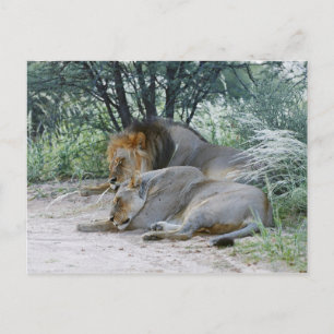 Cartão Postal leão macho e leoa dormindo, Panthera leo,