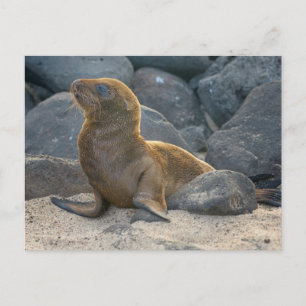 Cartão Postal Leão-marinho-das-galápagos