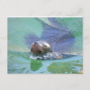 Cartão Postal Leão marinho; Na Natação das Coisas!