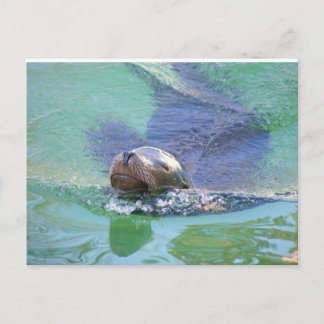 Cartão Postal Leão marinho; Na Natação das Coisas!