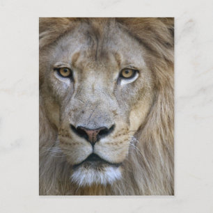 Cartão Postal Leão masculino adulto no zoológico de Sacramento, 