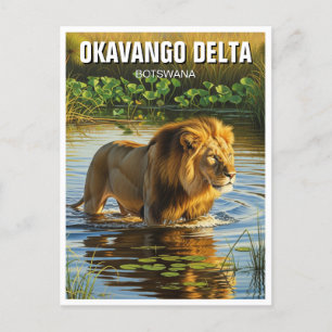 Cartão Postal Leão no Okavango Delta Botswana