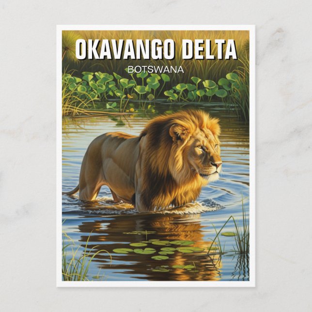 Cartão Postal Leão no Okavango Delta Botswana (Frente)