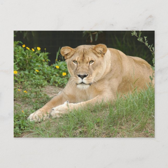 Cartão Postal Leão-set-1-015 (Frente)