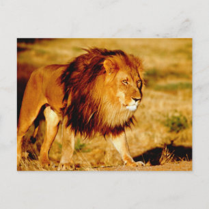 Cartão Postal Leão Solitário