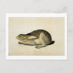Cartão Postal Lebre de Altura Negra, John James Audubon