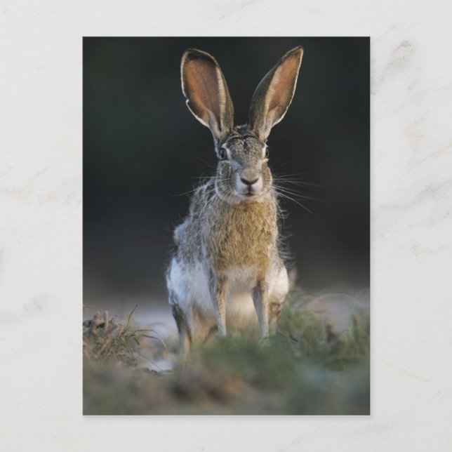 Cartão Postal Lebre-de-cauda-preta, Lepus californicus, 2 (Frente)