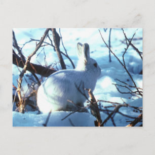Cartão Postal Lebre do Ártico na Neve
