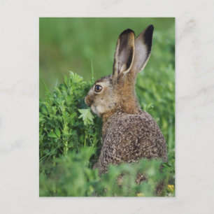 Cartão Postal Lebre-marrom, Lepus europaeus, jovem comendo,