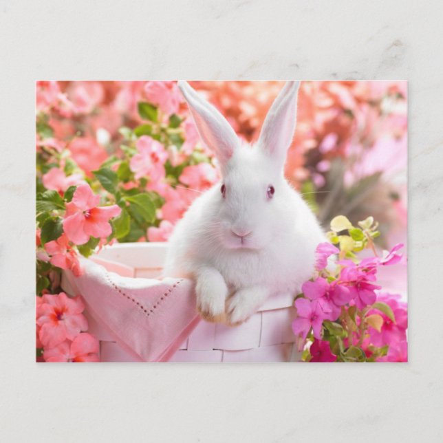 Cartão Postal Lebre Springtime (Frente)