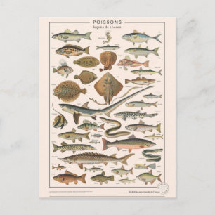 Cartão Postal Leçons de sela de poissons