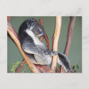 Cartão Postal Legal Koala