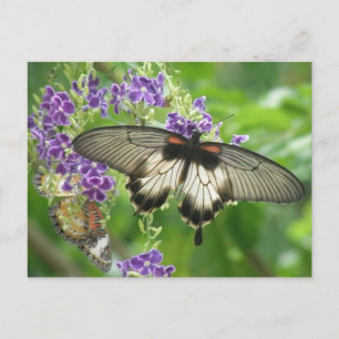 Cartão Postal Legend of Butterflies Postcard
