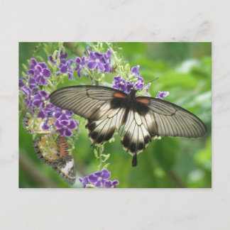 Cartão Postal Legend of Butterflies Postcard