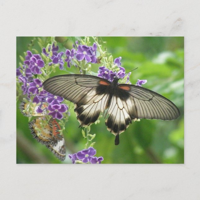 Cartão Postal Legend of Butterflies Postcard (Frente)