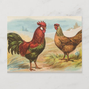 Cartão Postal Leghorns
