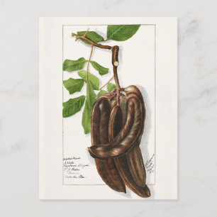 Cartão Postal Legume (Ceratonia Siliqua L.) Pintura de fruta