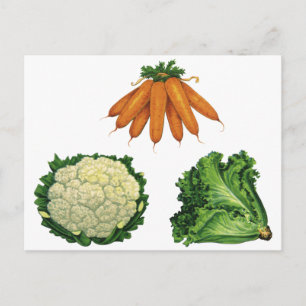 Cartão Postal Legumes Antigos; Cenouras, Couve-Flor, Alface