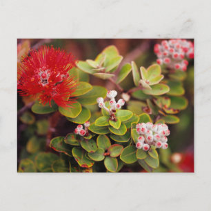 Cartão Postal Lehua Blossoms No Havaí Vulcões