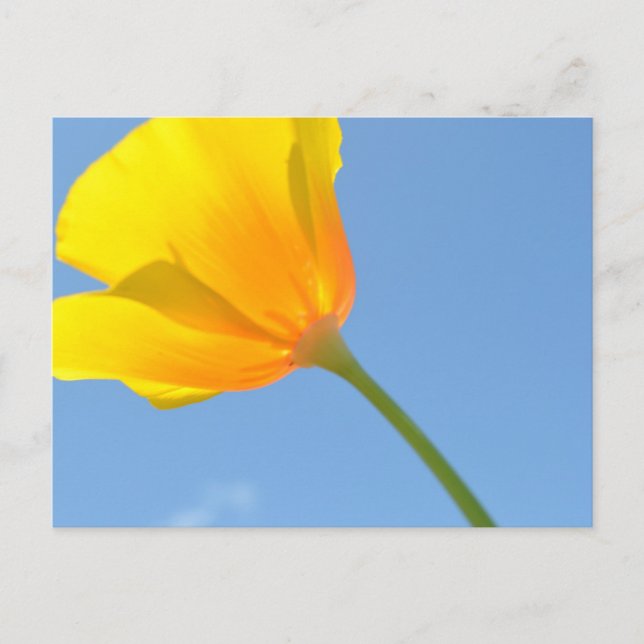 Cartão Postal Lei de Atração (Frente)