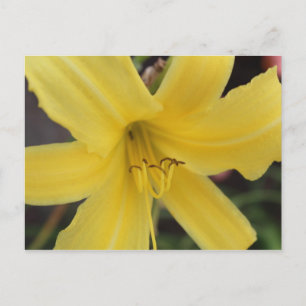 Cartão Postal Leilão de Dia Amarelo # 2