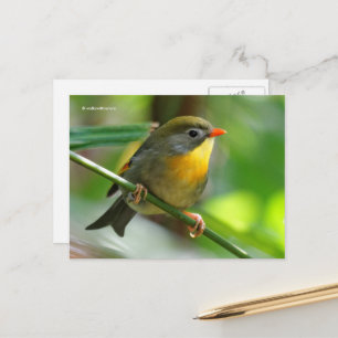 Cartão Postal Leiothrix-de-peito-prateado Colorido Pássaro Canor